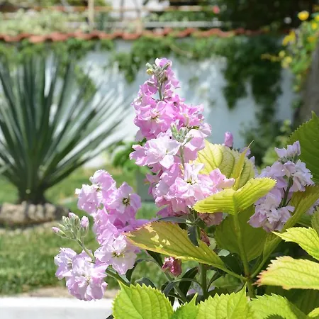 Kani Studios Guest house
